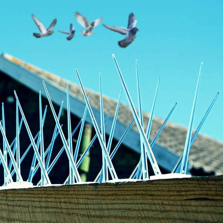 birds spikes
